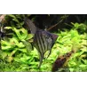Scalaire Zebré Fumé - Pterophyllum Scalare