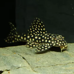 Weisspunkt Scobinancistrus - L048 Scobinancistrus Pariolispos