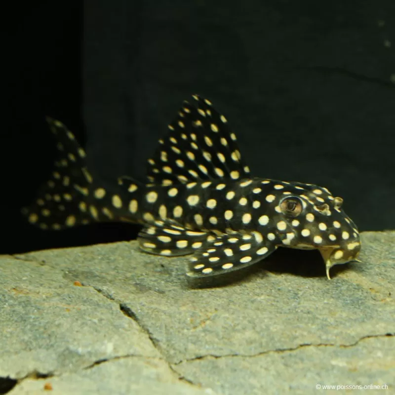 Scobinancistrus À Points Blancs - L048 Scobinancistrus Pariolispos