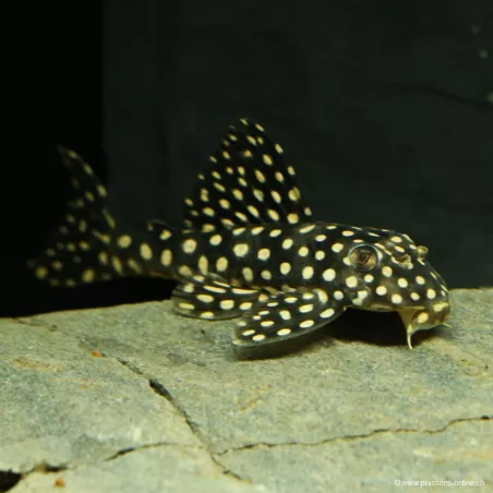 Scobinancistrus Con Punti Bianchi - L048 Scobinancistrus Pariolispos
