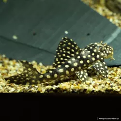 Scobinancistrus Con Punti Bianchi - L048 Scobinancistrus Pariolispos