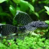 Schleier Antennenwels - Ancistrus Long Fin