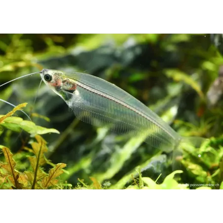 Pesce Gatto Di Vetro - Kryptopterus Bicirrhis