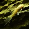 Silure Jaune Voilé À Antennes - Ancistrus Jaune Hi-Fin