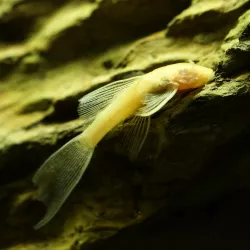 Silure Jaune Voilé À Antennes - Ancistrus Jaune Hi-Fin