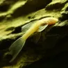 Silure Jaune Voilé À Antennes - Ancistrus Jaune Hi-Fin