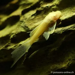 Pesce Gatto Giallo Voile Con Antenne - Ancistrus Jaune Hi-Fin
