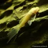 Silure Jaune Voilé À Antennes - Ancistrus Jaune Hi-Fin