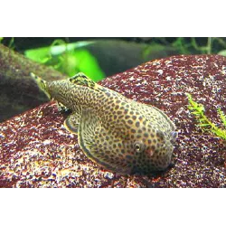 Leveretts Schmetterlings-Flossensauger - Beaufortia Leveretti