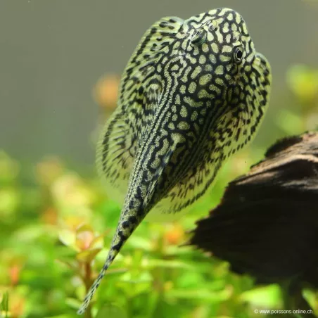 Pesce Gatto Farfalla Occélé - Sewellia Lineolata