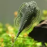 Pesce Gatto Farfalla Occélé - Sewellia Lineolata