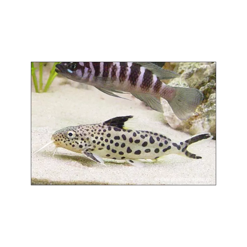 Synodonte Ponctué - Synodontis Multipunctatus