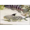 Synodonte Ponctué - Synodontis Multipunctatus