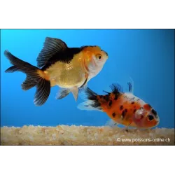 Lion Head - Assortito - Carassius Auratus