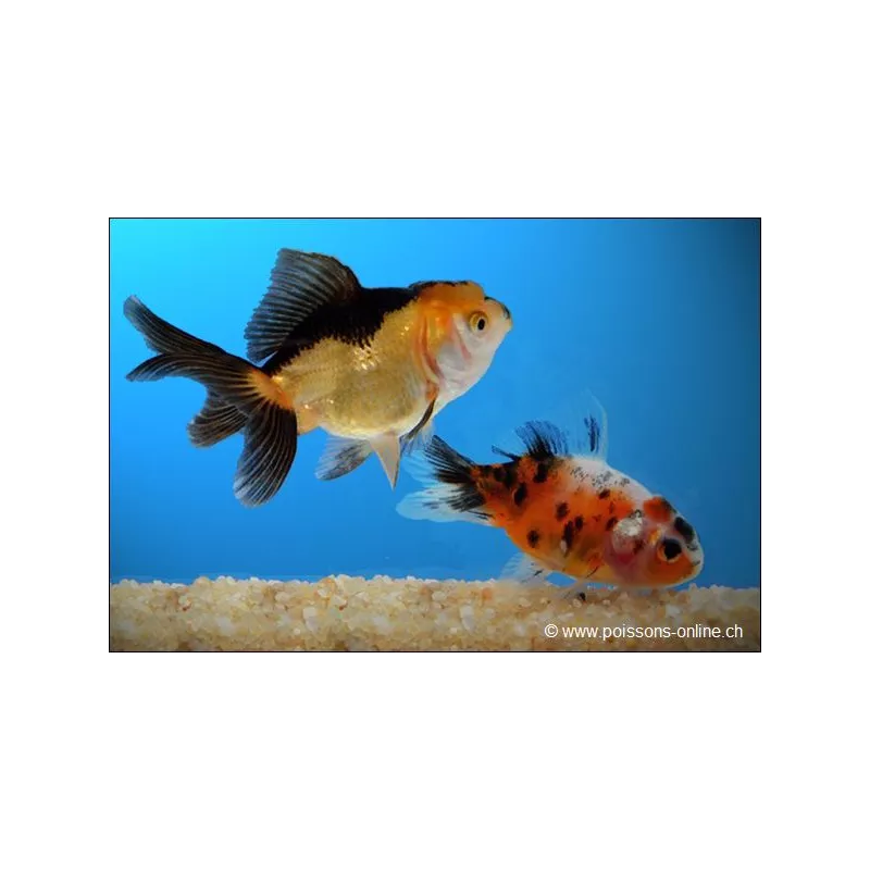 Lion Head - Assortito - Carassius Auratus