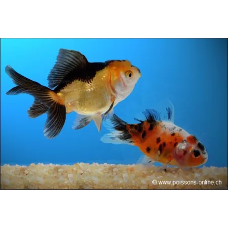 Lion Head - Assortito - Carassius Auratus