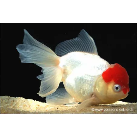 Tête De Lion - Cap Rouge - Carassius Auratus