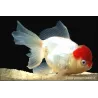 Löwenkopf - Cap Rot - Carassius Auratus
