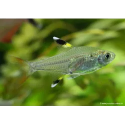 Tétra Chardonneret - Pristella Maxiliaris
