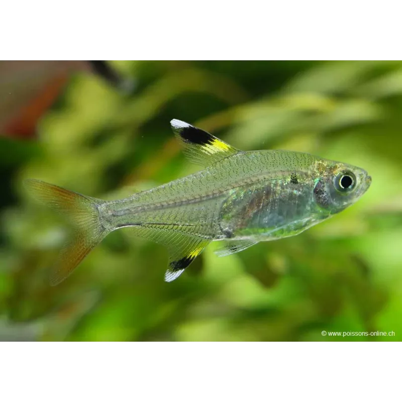 Tétra Chardonneret - Pristella Maxiliaris