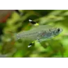 Chardonnert Tetra - Pristella Maxiliaris