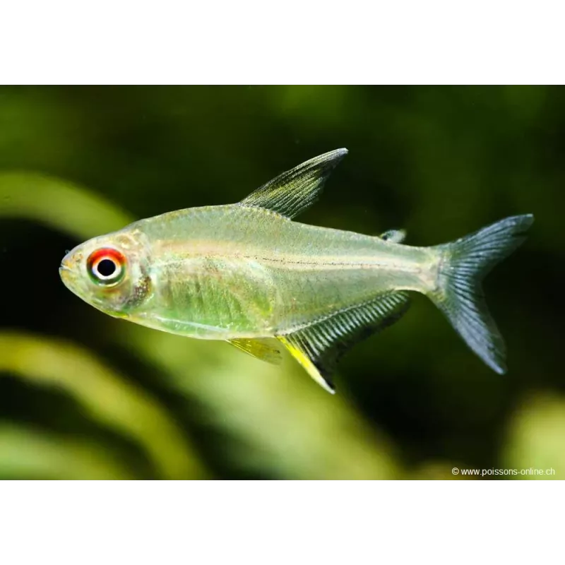 Tétra Citron - Hyphessobrycon Pulchripinnis