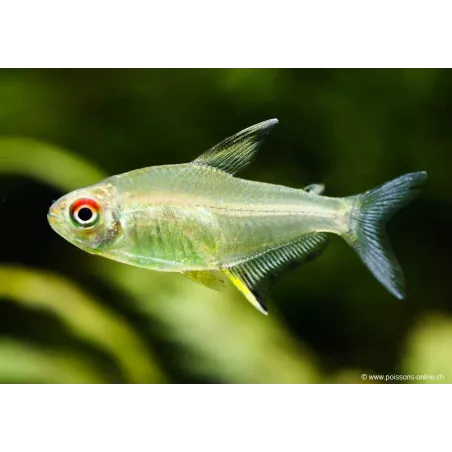 Lemon Tetra - Hyphessobrycon Pulchripinnis