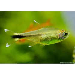 Copper Tetra - Hasemania Nana