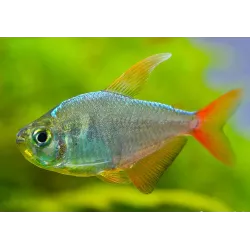 Tetra Della Colombia - Hyphessobrycon Columbianus