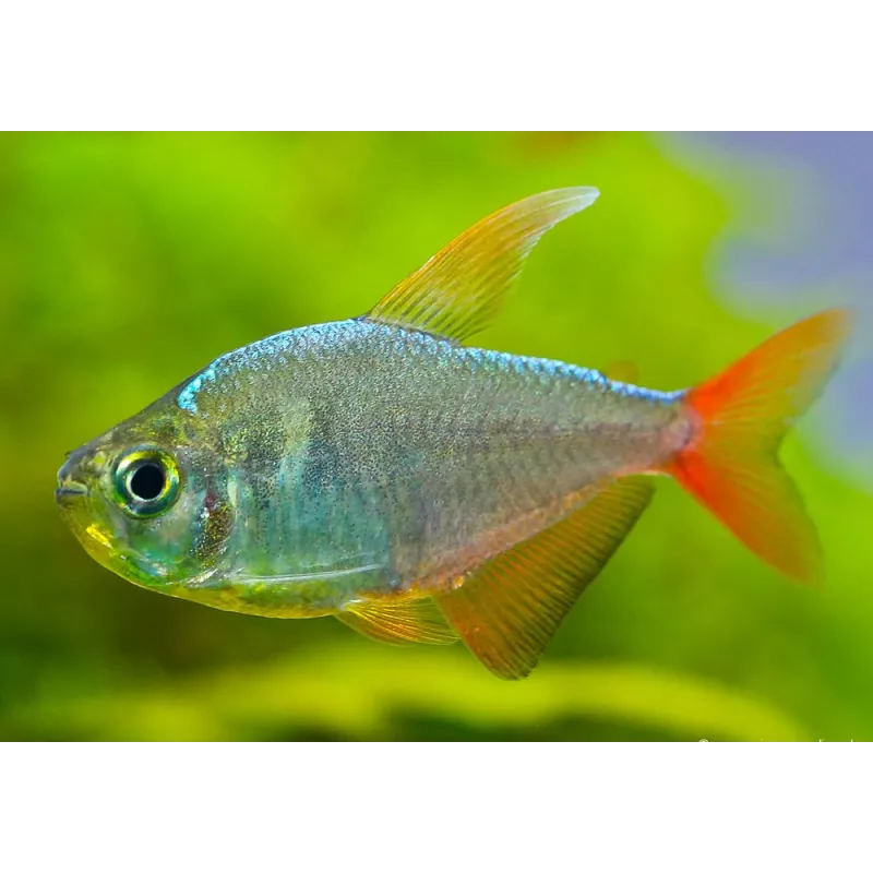Tétra De Colombie - Hyphessobrycon Columbianus