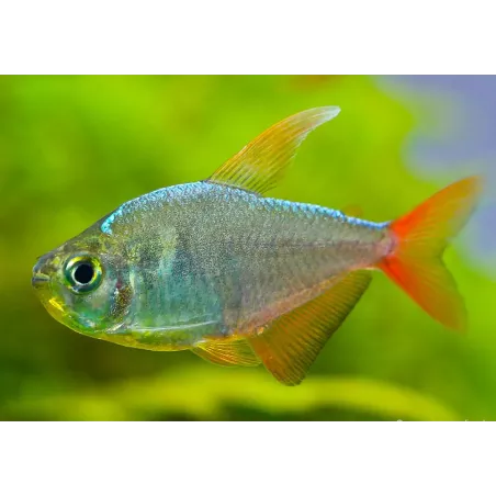 Tétra De Colombie - Hyphessobrycon Columbianus