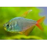 Tetra Della Colombia - Hyphessobrycon Columbianus