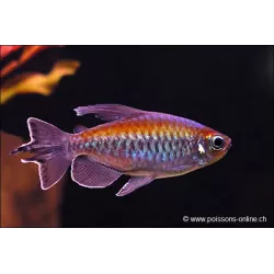 Tétra Du Congo - Phenacogrammus Interruptus