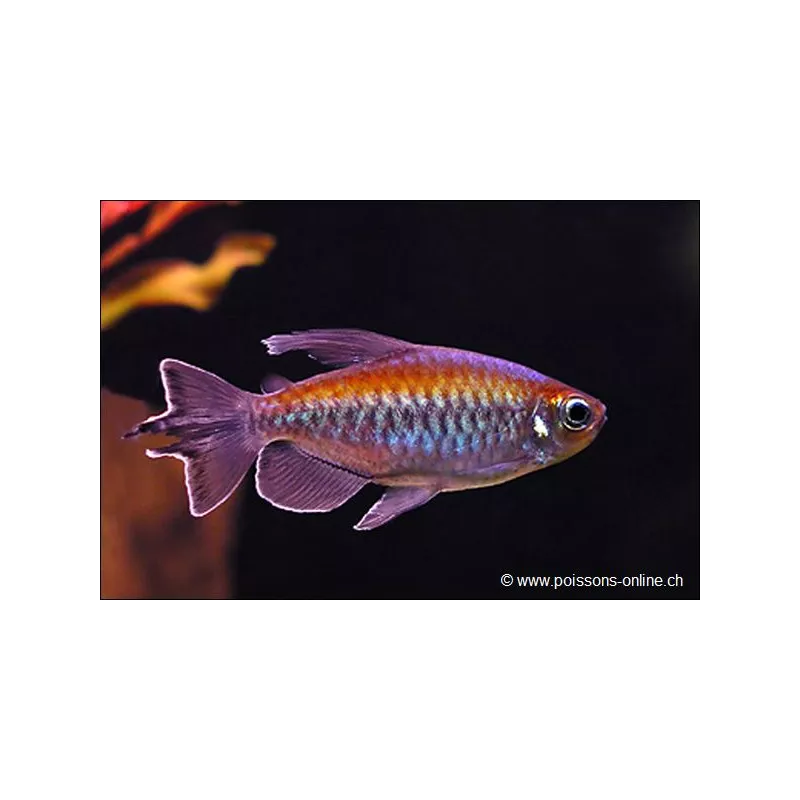 Blauer Kongosalmler - Phenacogrammus Interruptus