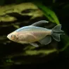 Blauer Kongosalmler Albinos - Phenacogrammus Interruptus Albinos
