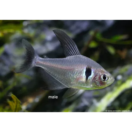 Black Ghost Tetra - Megalamphodus Megalopterus
