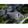 Black Ghost Tetra - Megalamphodus Megalopterus