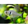 Black Ghost Tetra - Megalamphodus Megalopterus