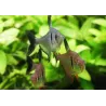 Black Ghost Tetra - Megalamphodus Megalopterus