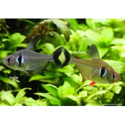 Black Ghost Tetra - Megalamphodus Megalopterus