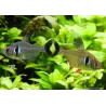 Black Ghost Tetra - Megalamphodus Megalopterus