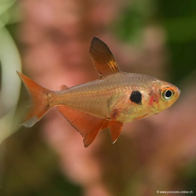 Roter Phantomsalmler - Megalamphodus Sweglesi