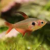 Roter Phantomsalmler - Megalamphodus Sweglesi