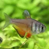 Roter Von Rio - Hyphessobrycon Flammeus