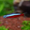 Roter Neonsalmler - Paracheirodon Axelrodi