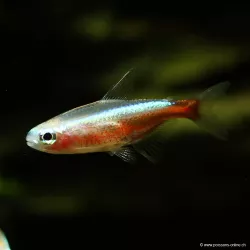 Tétra Néon Cardinal Gold - Paracheirodon Axelrodi Gold