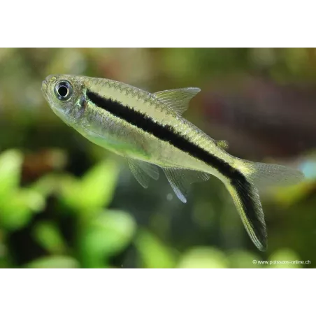 Pinguin Tetra - Thayeria Boehlkei