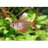 Tétra Rosé White Fin - Hyphessobrycon Bentosi White Fin