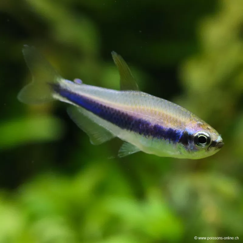 Tétra Royal Bleu - Inpaichthys Kerri