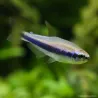 Tétra Royal Bleu - Inpaichthys Kerri